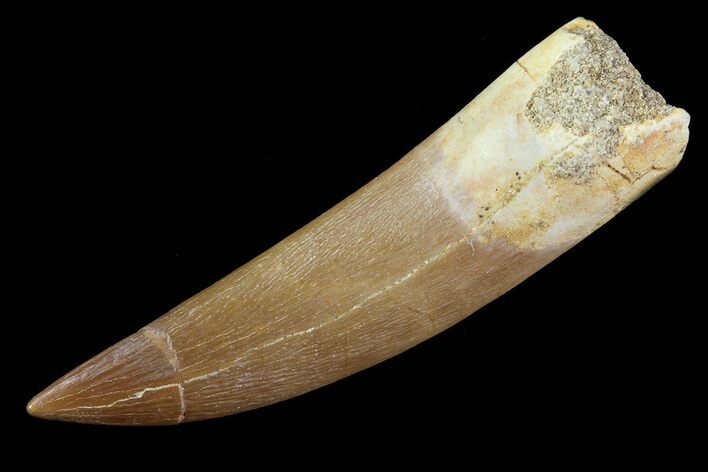 Fossil Plesiosaur (Zarafasaura) Tooth - Morocco #81571